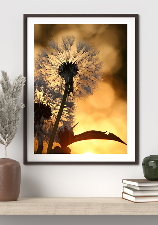 Dandelion at Sunset